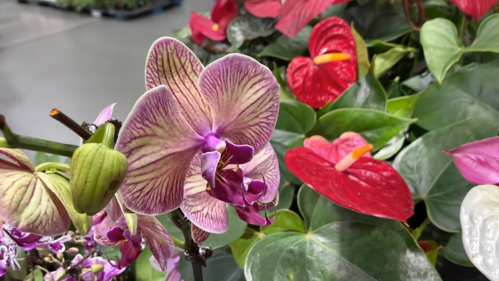 Beautiful Flowers  - pictures of flowers in nature AI video
