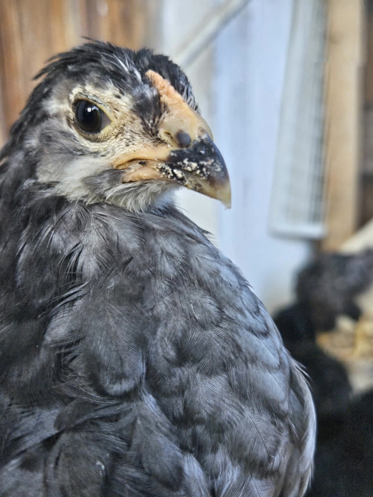 chickflow! - freedom of speech pics AI video