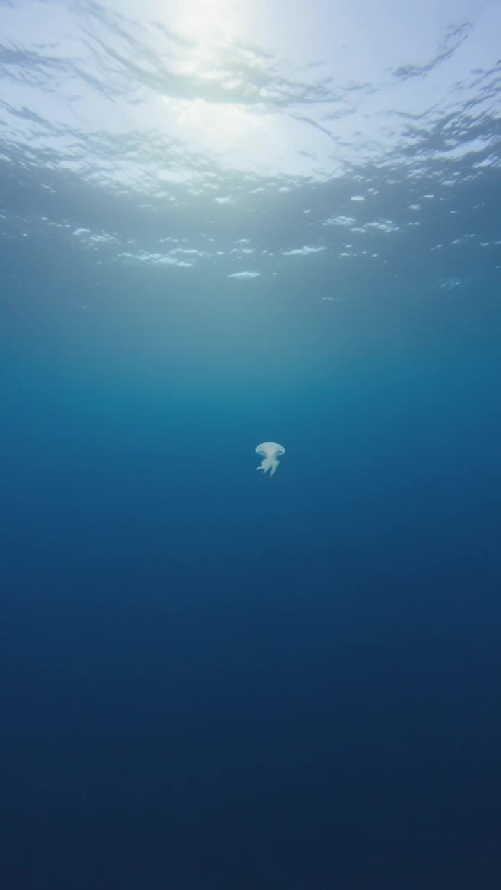 Kling AI work 317803156613359 - jellyfish shot AI video