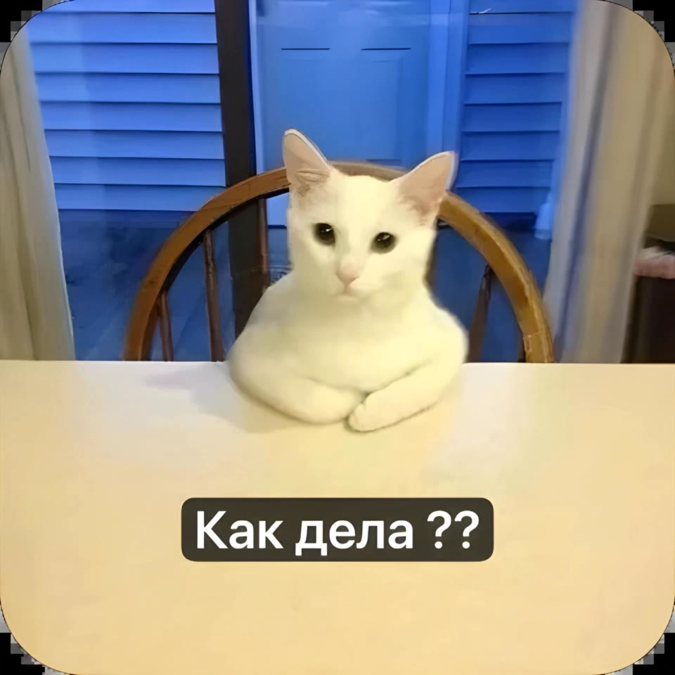 White Cat How are you?? - cat ai AI video