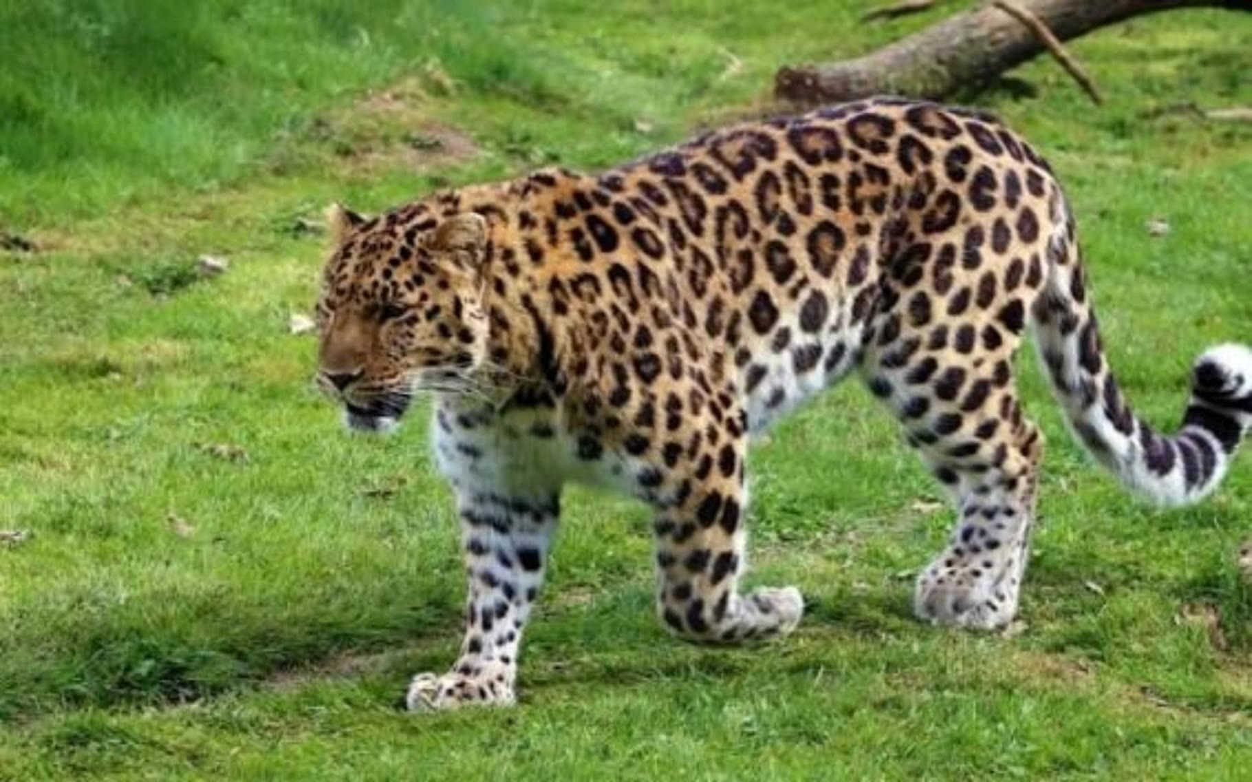 Kling AI work 309360258664727 - leopard print car seat covers AI video
