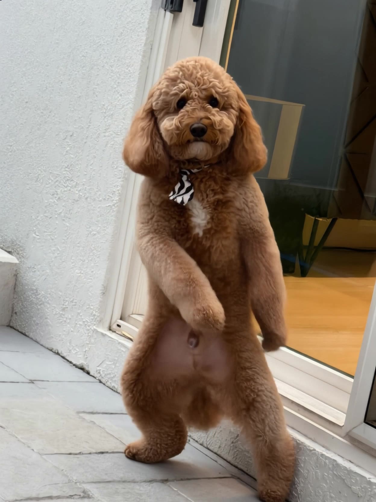Kling AI work 313974359527723 - dog image to video AI video