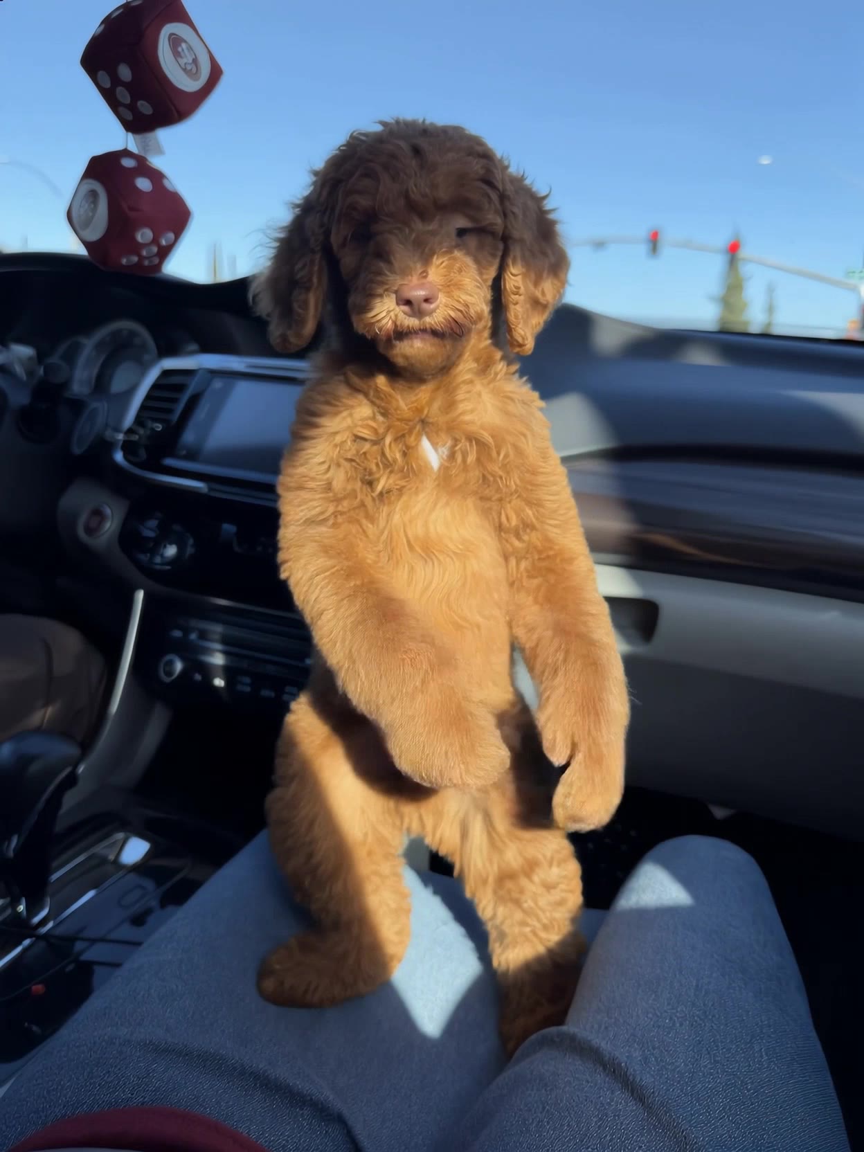 Kling AI work 312252496668956 - dog image to video AI video