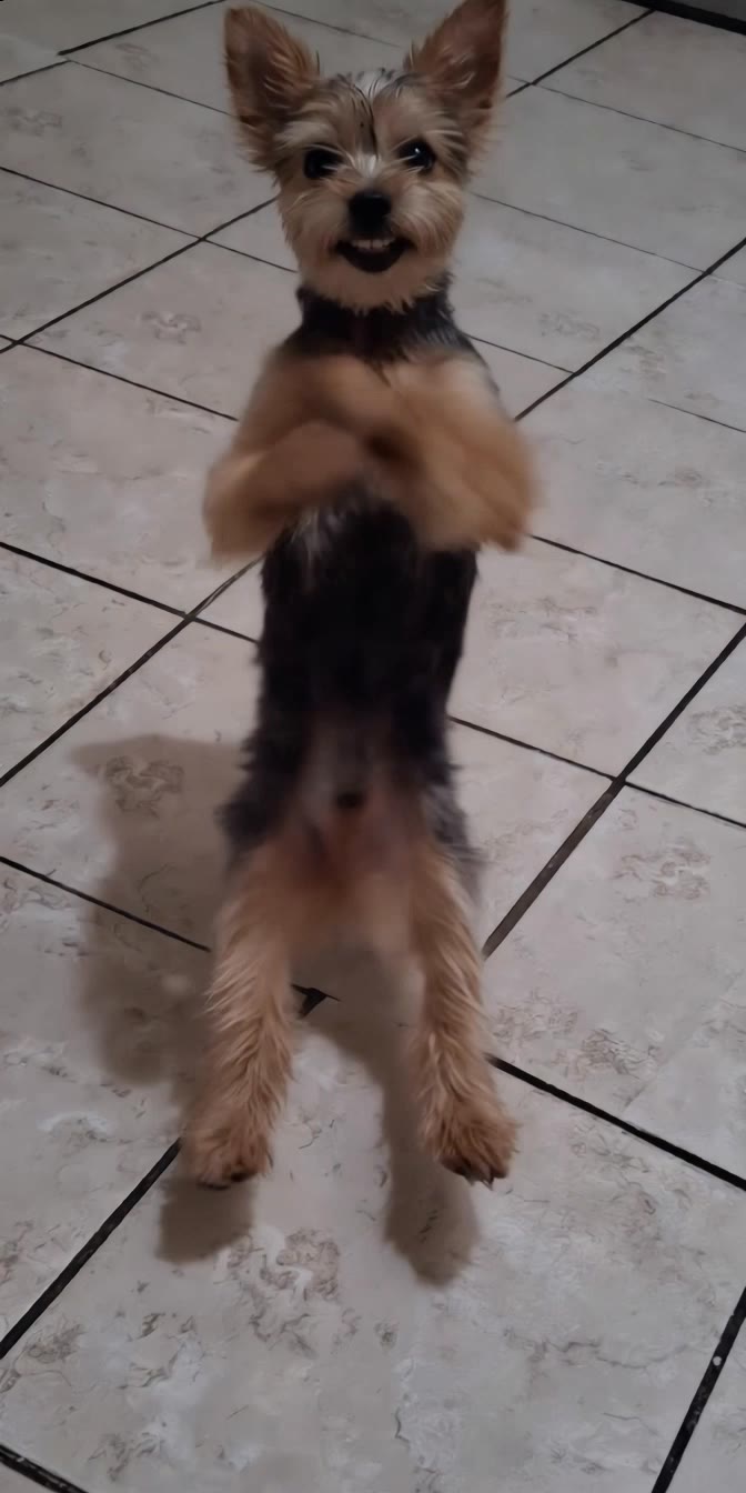 Kling AI work 319494896508728 - dancing cat ai video AI video