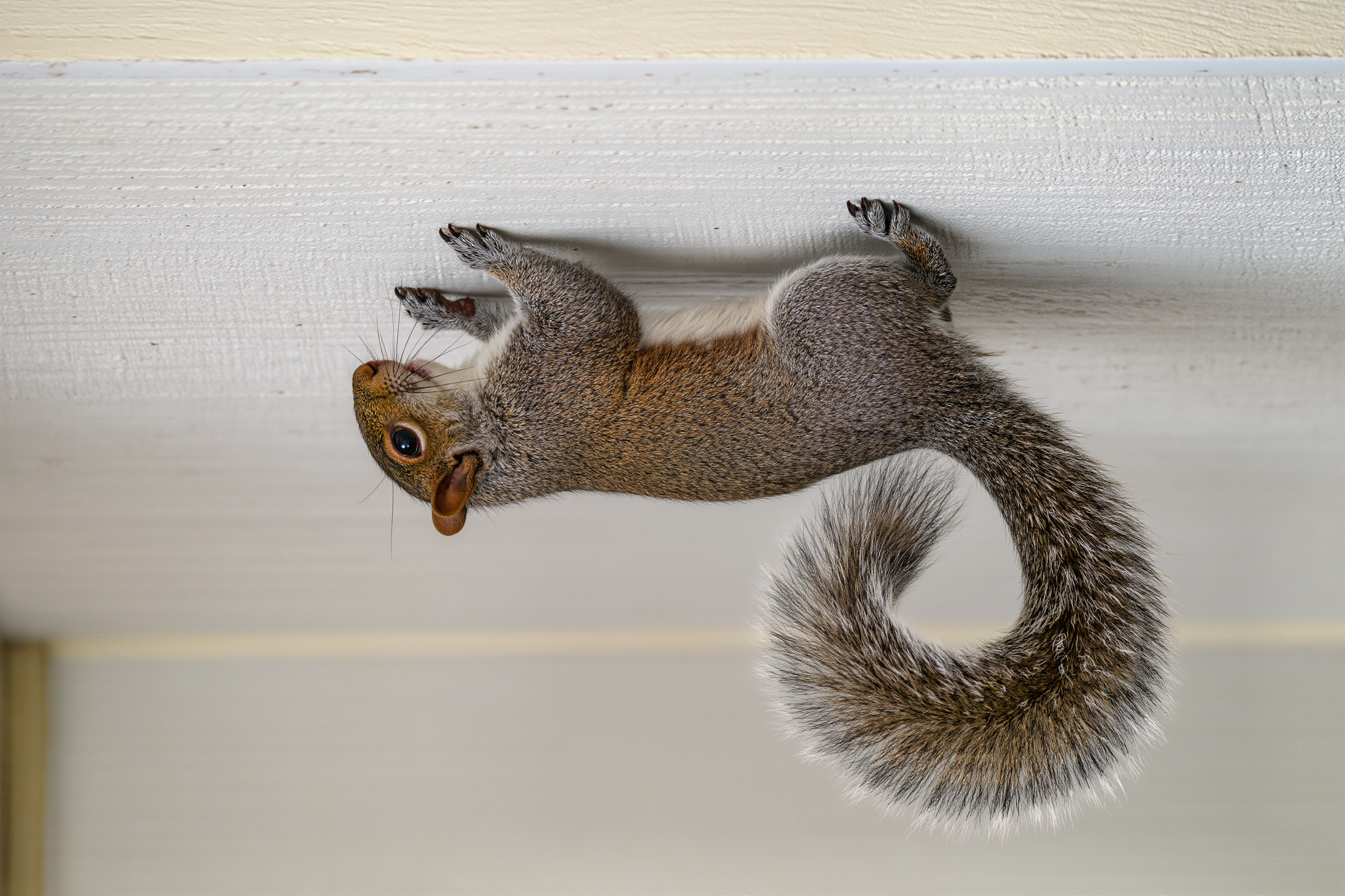 Kling AI work 301125373533247 - flying squirrel images AI image
