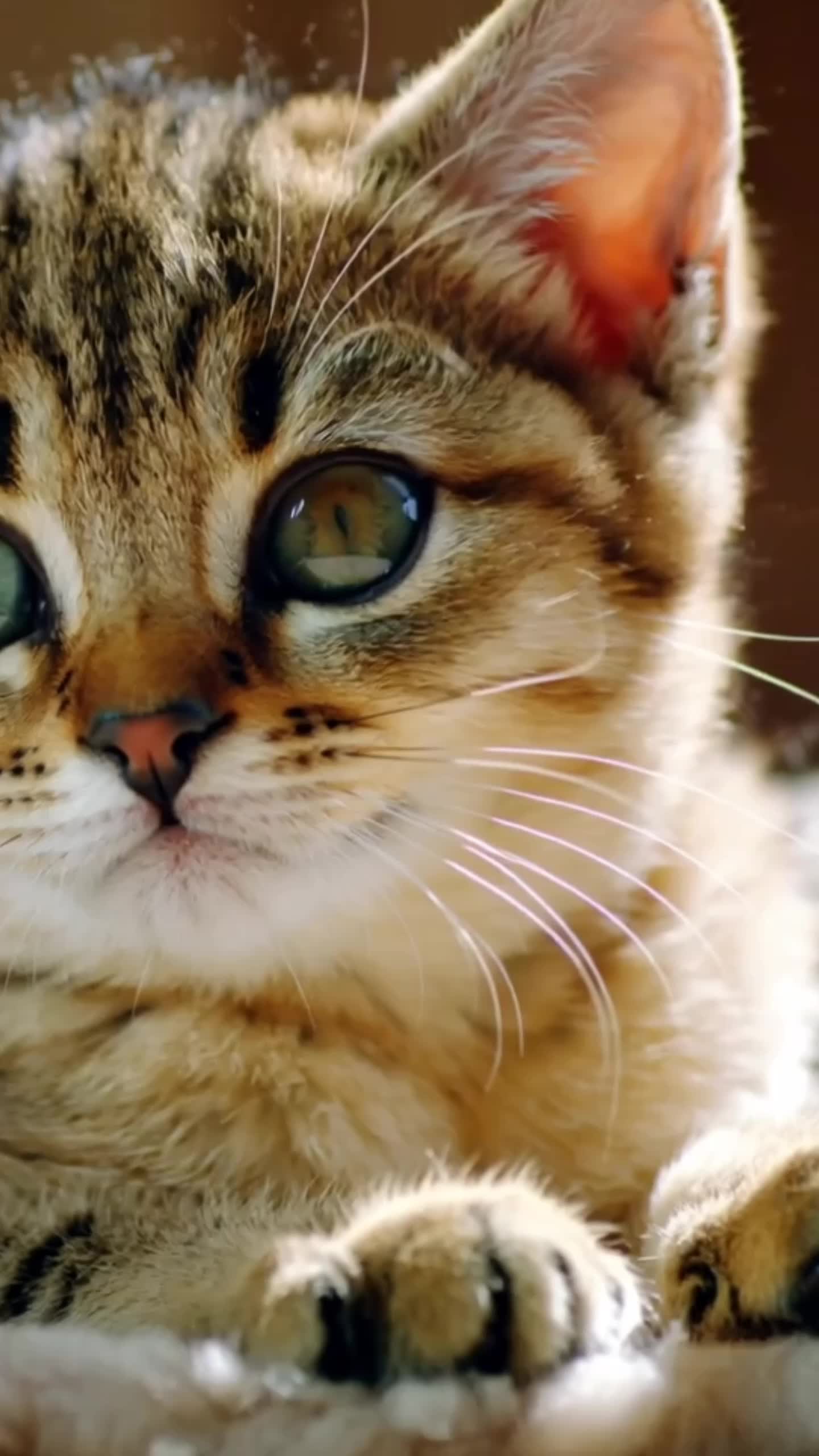 Realistic kitten - beniju realistic AI video