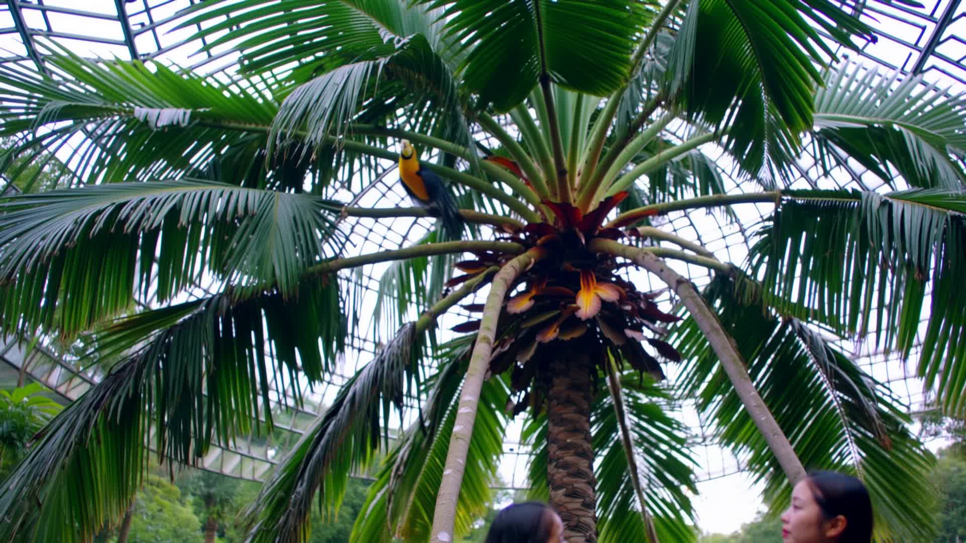floating toucan - toucan images AI video