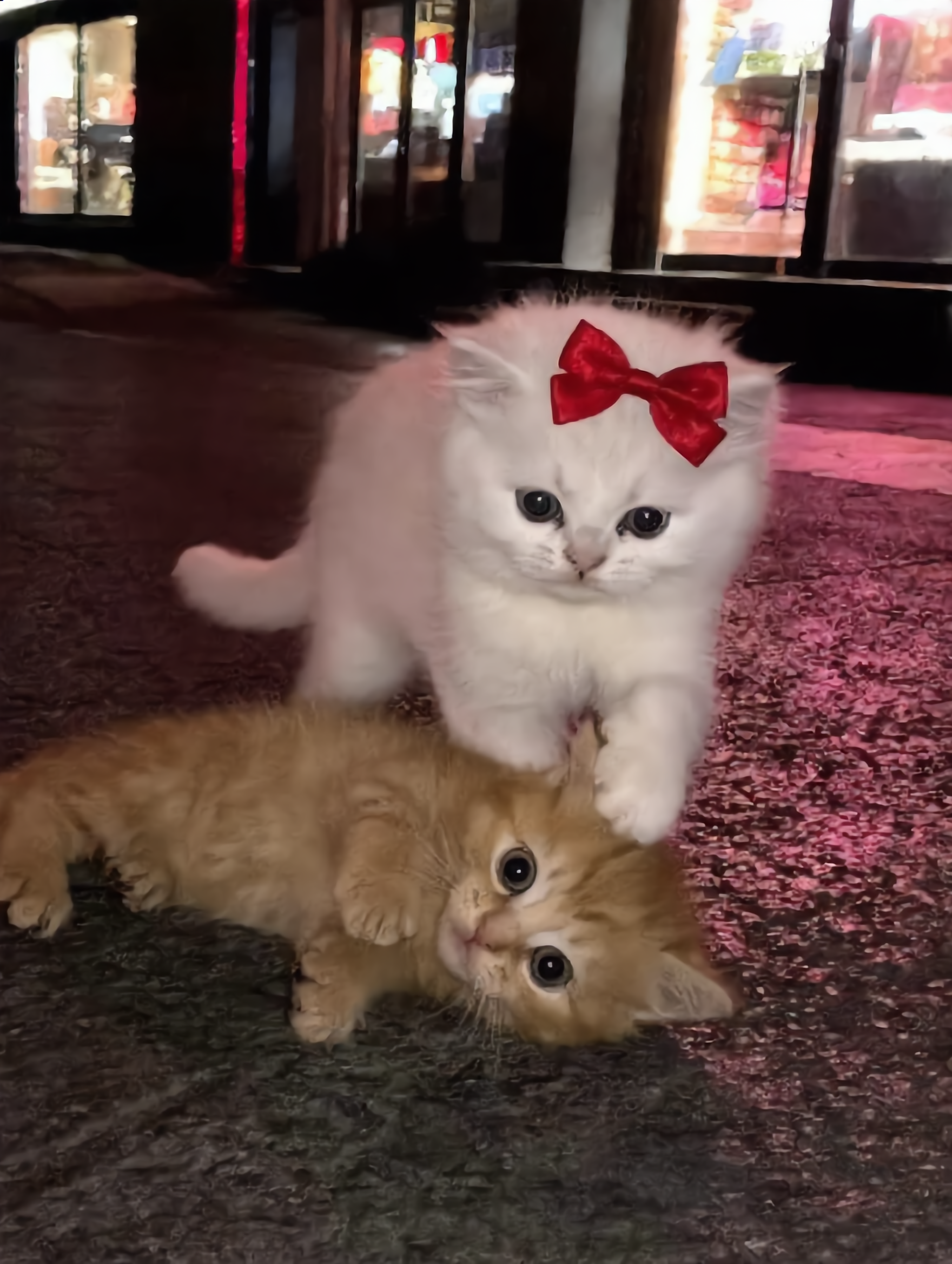 2 cute cats - ai cats AI image