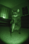 Mr. Whiskers avatar