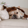 Frenchiebles avatar