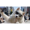 fluffy.dreamworld avatar