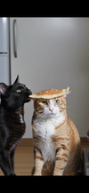 Meow Madness avatar