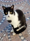 Lola Cat avatar