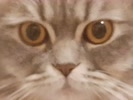 Omar pixel avatar