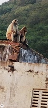Ashish Saini avatar