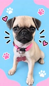 cookie the pug dog avatar