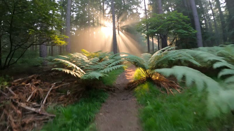 First-Person POV AI Videos